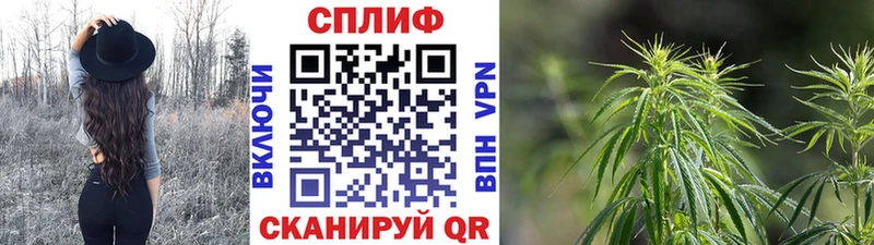 Бошки Шишки план Ладушкин